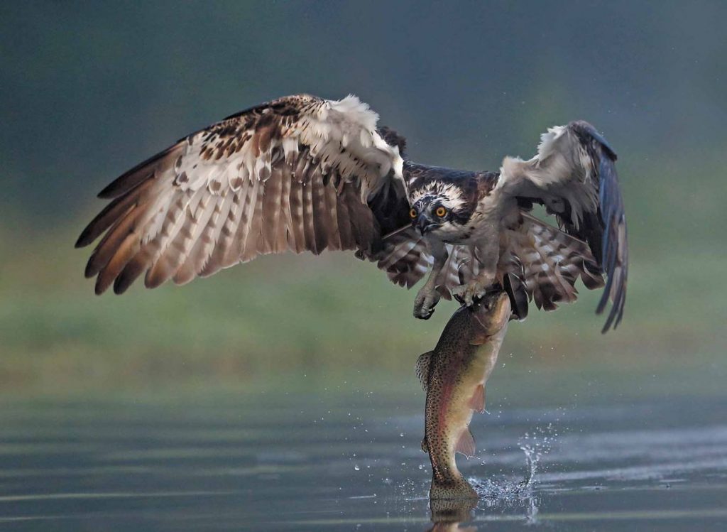 Osprey catches trout at Rothiemurchus near Aviemore