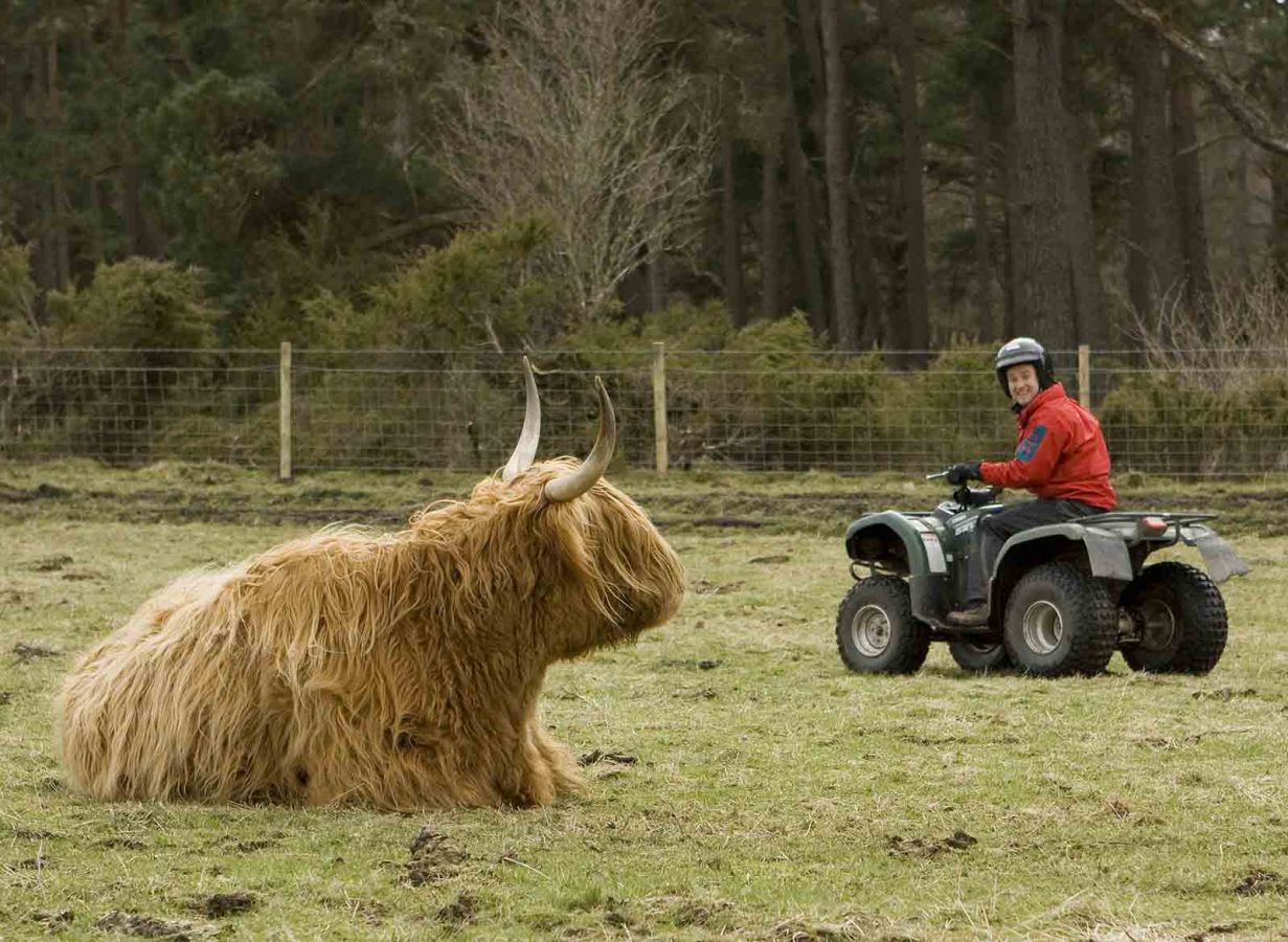 Quad Bike Trek at Rothiemurchus near Aviemore