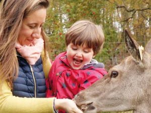 Feed the Deer, Rothiemurchus near Aviemore