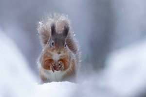 Red Squirrel in the snow - Neil McIntyre