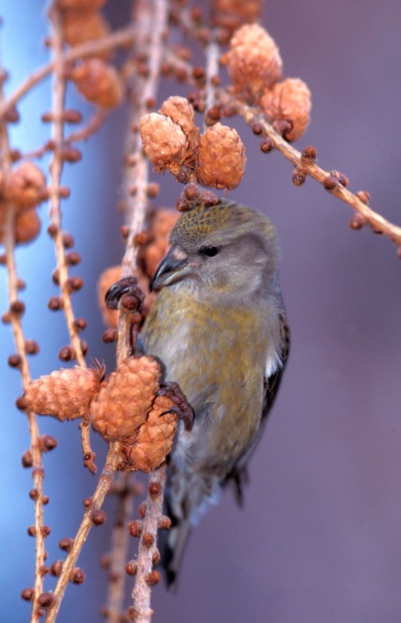 Crossbill feeding - Wild Scotland