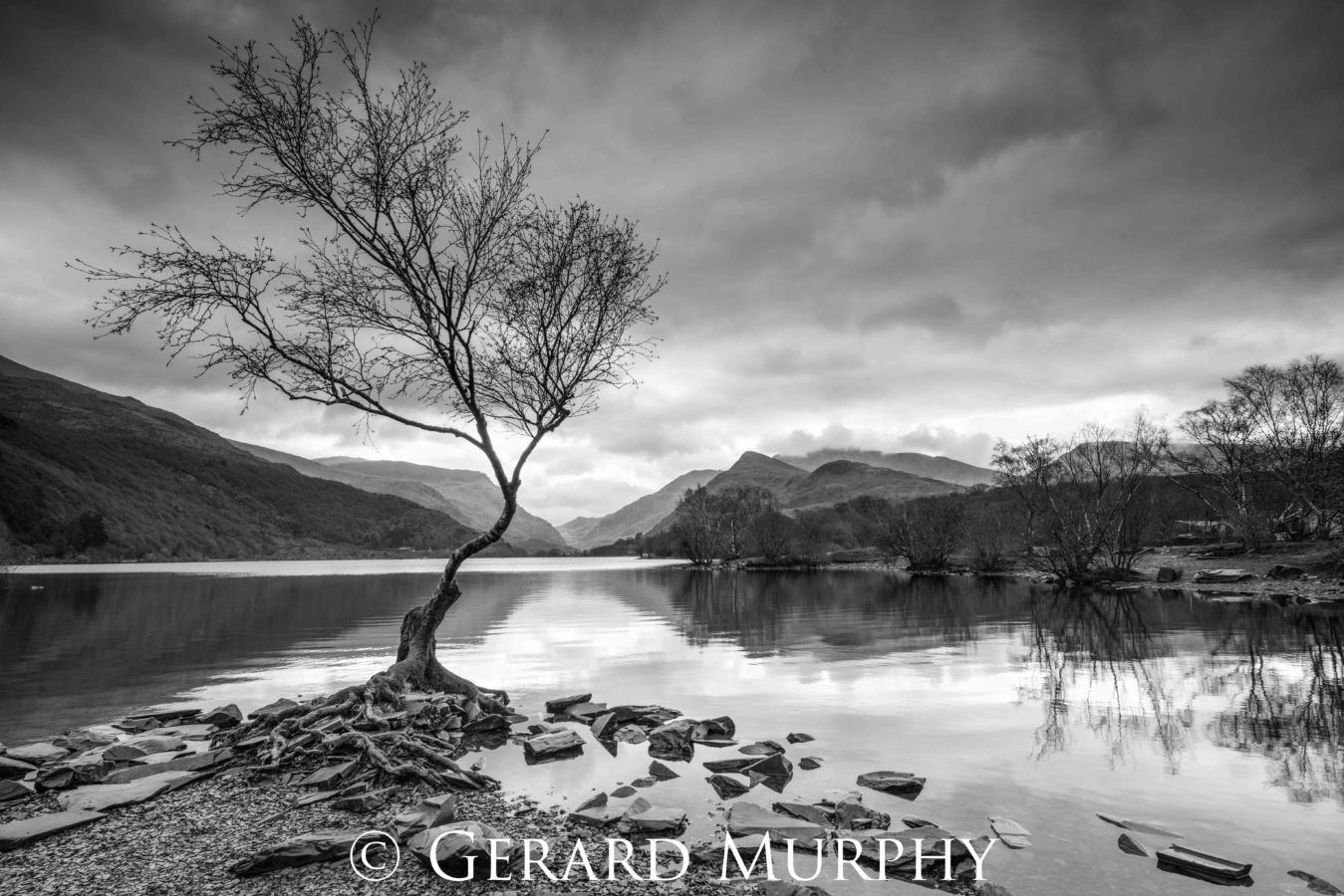 Lone Tree by Gerard Murphy - black and white photograph of a tree at the edge of a loch