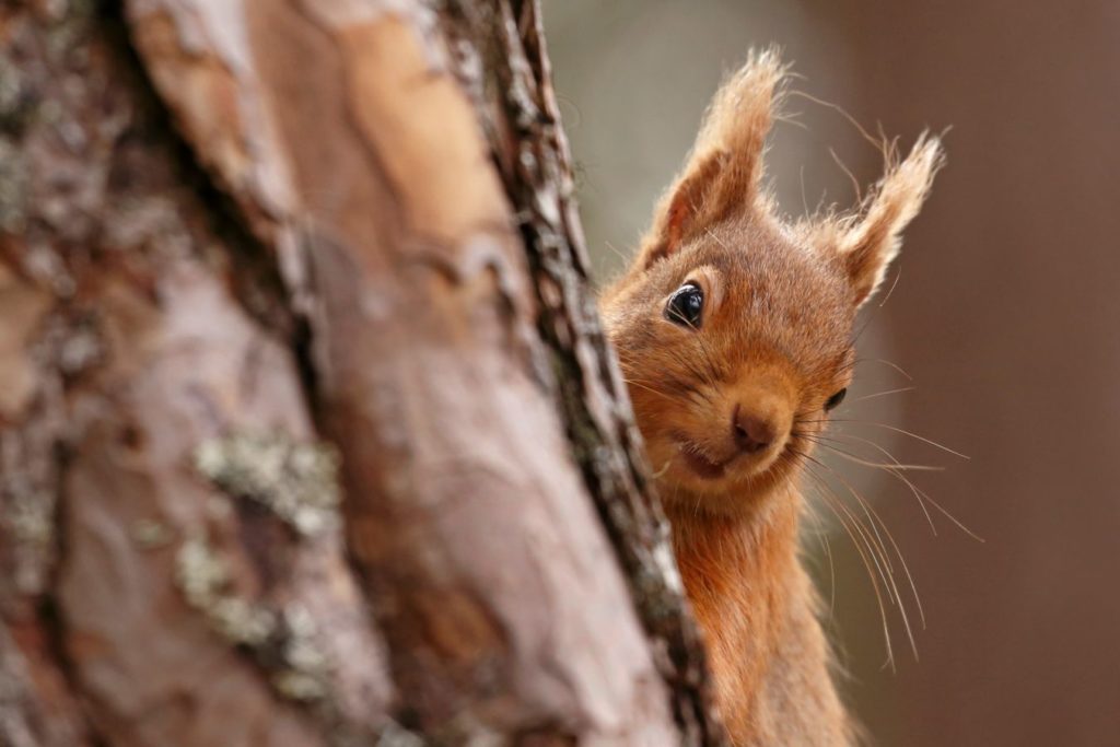 Red Squirrel peaking out from behind a tree