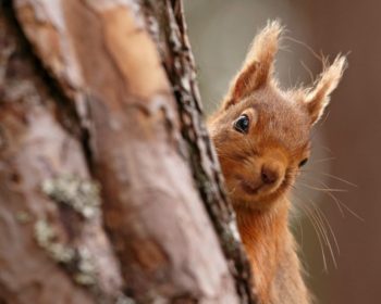 Red Squirrel peaking out from behind a tree