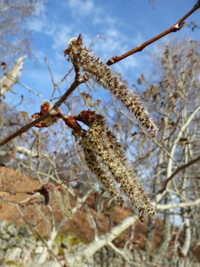 Aspen flowers in Spring