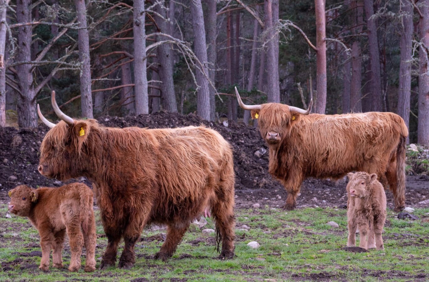 Two mother Highland Cows and their two calves