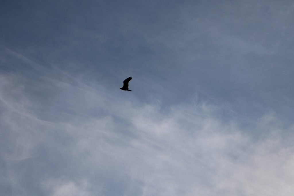 osprey high in the sky