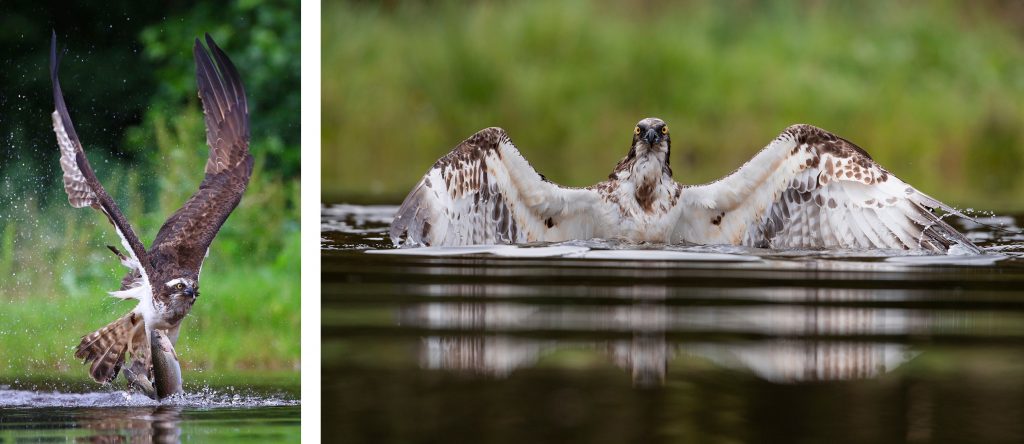 osprey with trout by David Ellison, osprey in water by Alex Gall