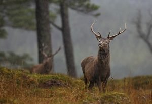 Stag, Rothiemurchus - Photo by Neil MacIntyre