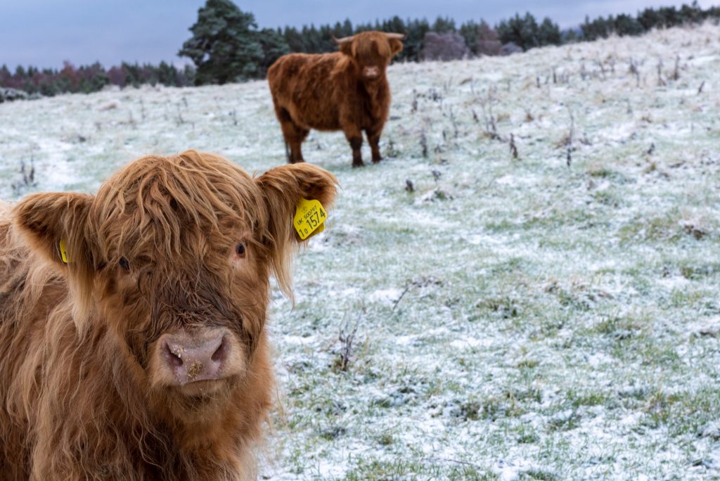 Highland cow on a frosty morning in Rothiemurchus