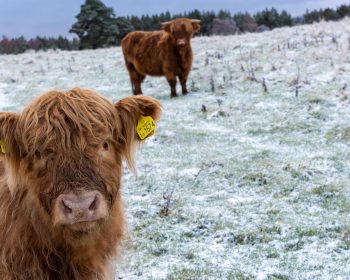 Highland cow on a frosty morning in Rothiemurchus