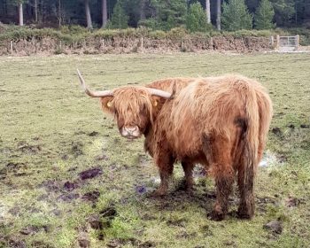 Highland Cattle