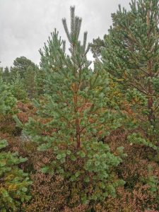 Rothiemurchus Scots Pine Christmas Tree, near Aviemore