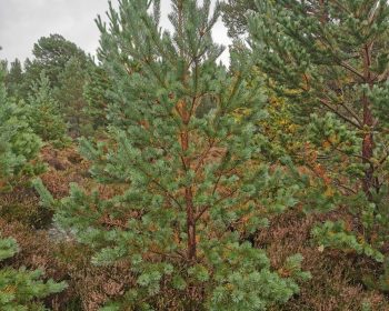 Rothiemurchus Scots Pine Christmas Tree, near Aviemore