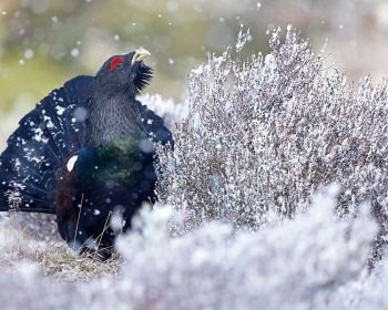 Capercaillie at Rothiemurchus