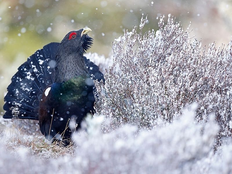 Capercaillie at Rothiemurchus