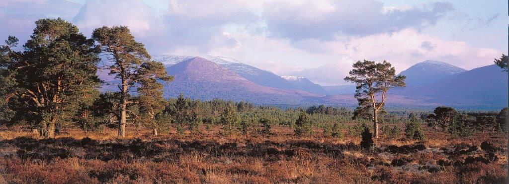 Rothiemurchus in the Scottish Highlands - stalking experience