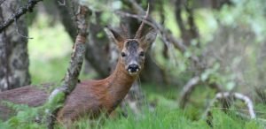 Forest to Fork Stalking Experience at Rothiemurchus