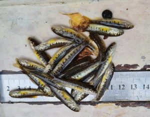 Salmon fry ready for counting