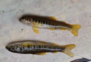 Salmon and trout fry