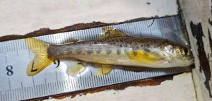 One year old salmon parr