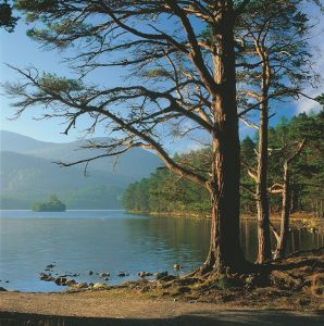 Weddings at Loch an Eilein