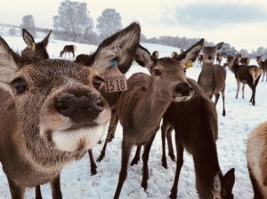 Feed the Deer Rothiemurchus Winter
