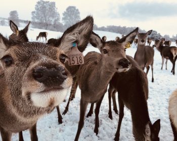 Feed the Deer Rothiemurchus Winter