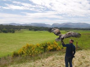 Rothiemurchus Falconry, Sea Eagle
