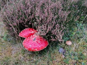 Soil Biodiversity Surveys