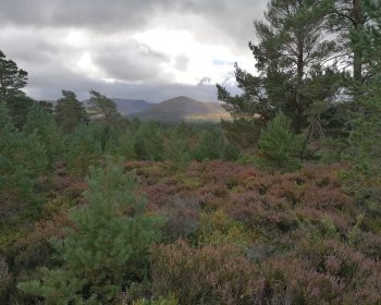 Soil biodiversity surveys