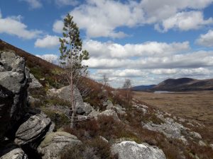 Tree species at Rothiemurchus