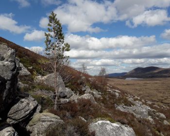 Tree species at Rothiemurchus