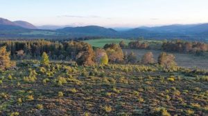 Capturing Carbon - woodland renewal and expansion