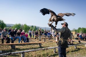 Rothiemurchus Falconry, Aviemore