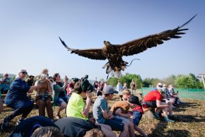 Rothiemurchus Falconry Display