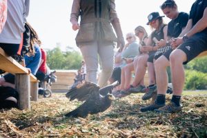 Rothiemuchus Falconry