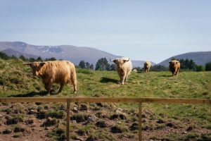 Outdoor Activities and things to do Rothiemurchus Aviemore