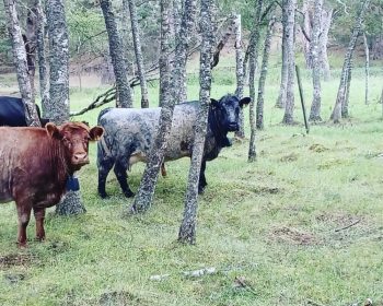 Cows at Rothiemurchus