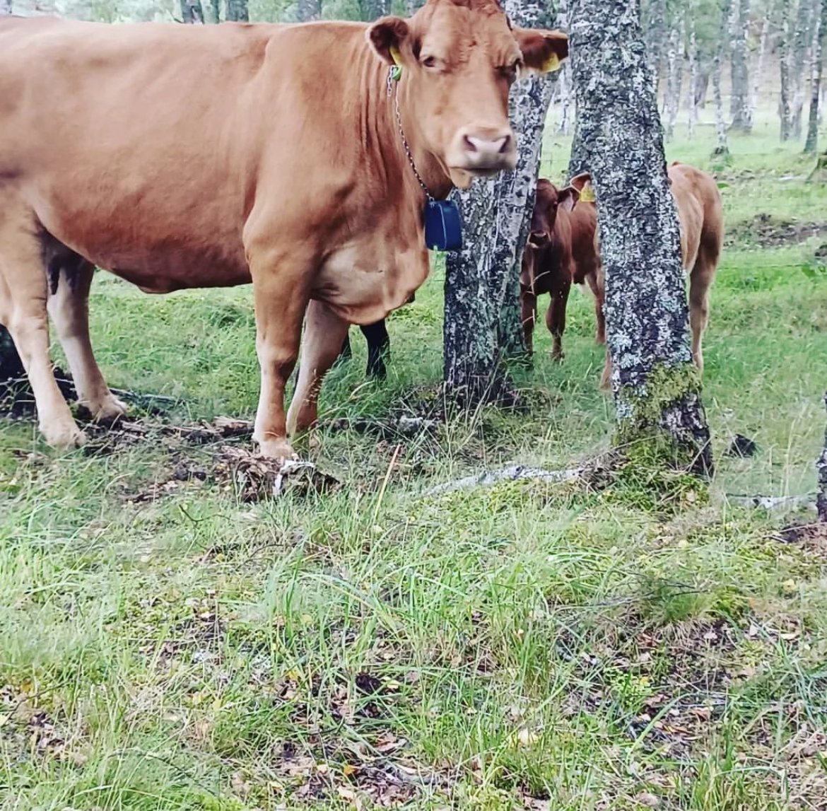 No fence grazing collars for Rothiemurchus cows