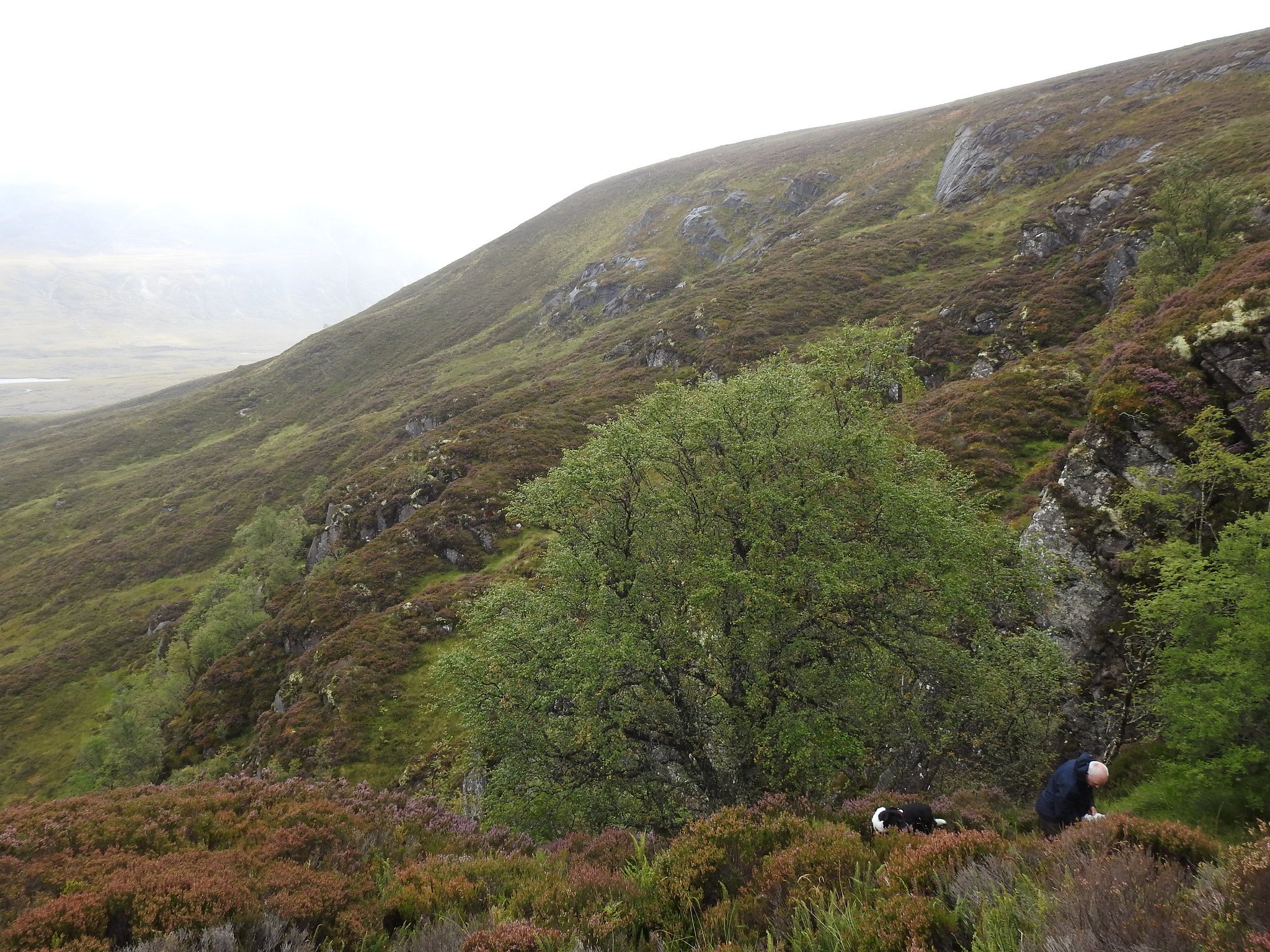 Seed Collecting Birch