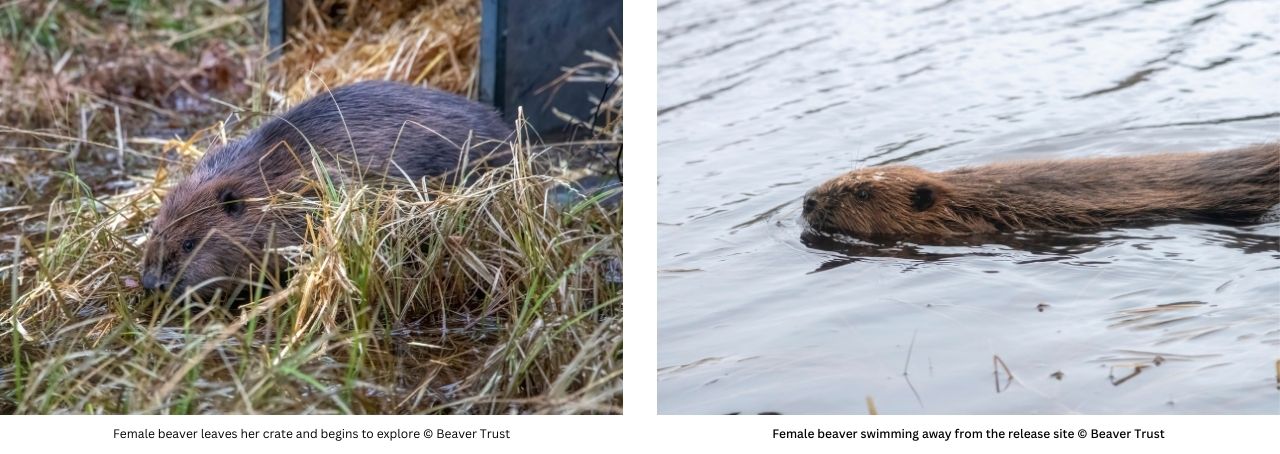 Beaver Release at Rothiemurchus in Cairngorms National Park
