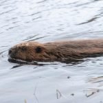 Splits-QA-Female-beaver-swimming-away-from-the-release-site-c-Beaver-Trust