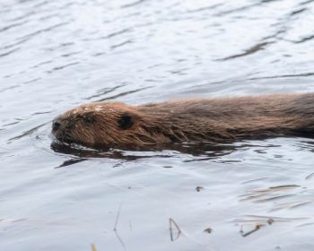 Splits-QA-Female-beaver-swimming-away-from-the-release-site-c-Beaver-Trust