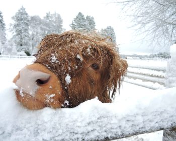 Highland Cow in the snow at Rothiemurchus