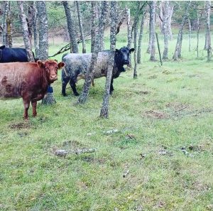 No fence collars for cattle at Rothiemurchus