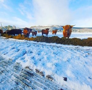 Highland Cows in the snow at Rothiemurchus