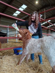 Bottle Feeding Calf at Rothiemurchus near Aviemore