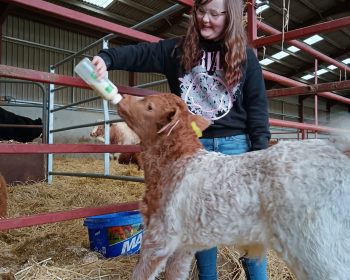 Bottle Feeding Calf at Rothiemurchus near Aviemore