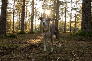The Glade - secure dog field, Rothiemurchus, Aviemore